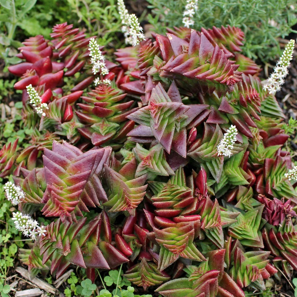 Red Pagoda Plant Crassula Red Pagoda