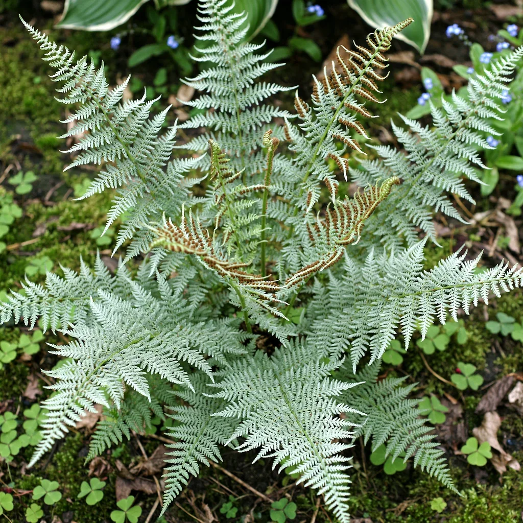 Plumosum Axminster Lady Fern