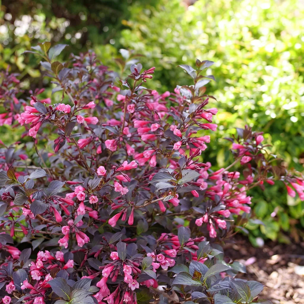 Weigela Very Fine Wine