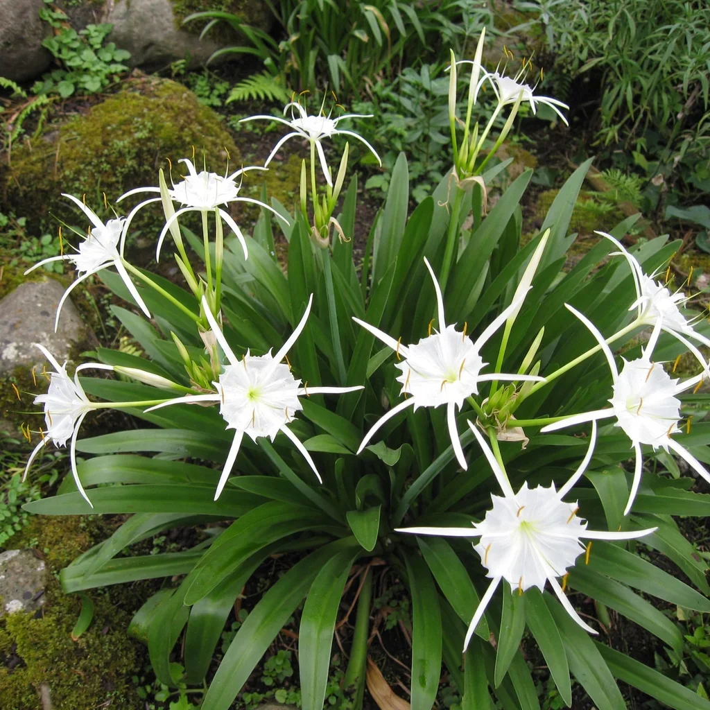 Spider Lily