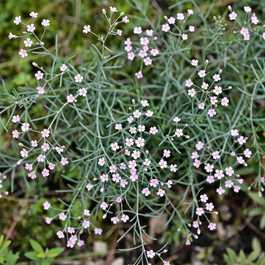 Creeping Baby's Breath
