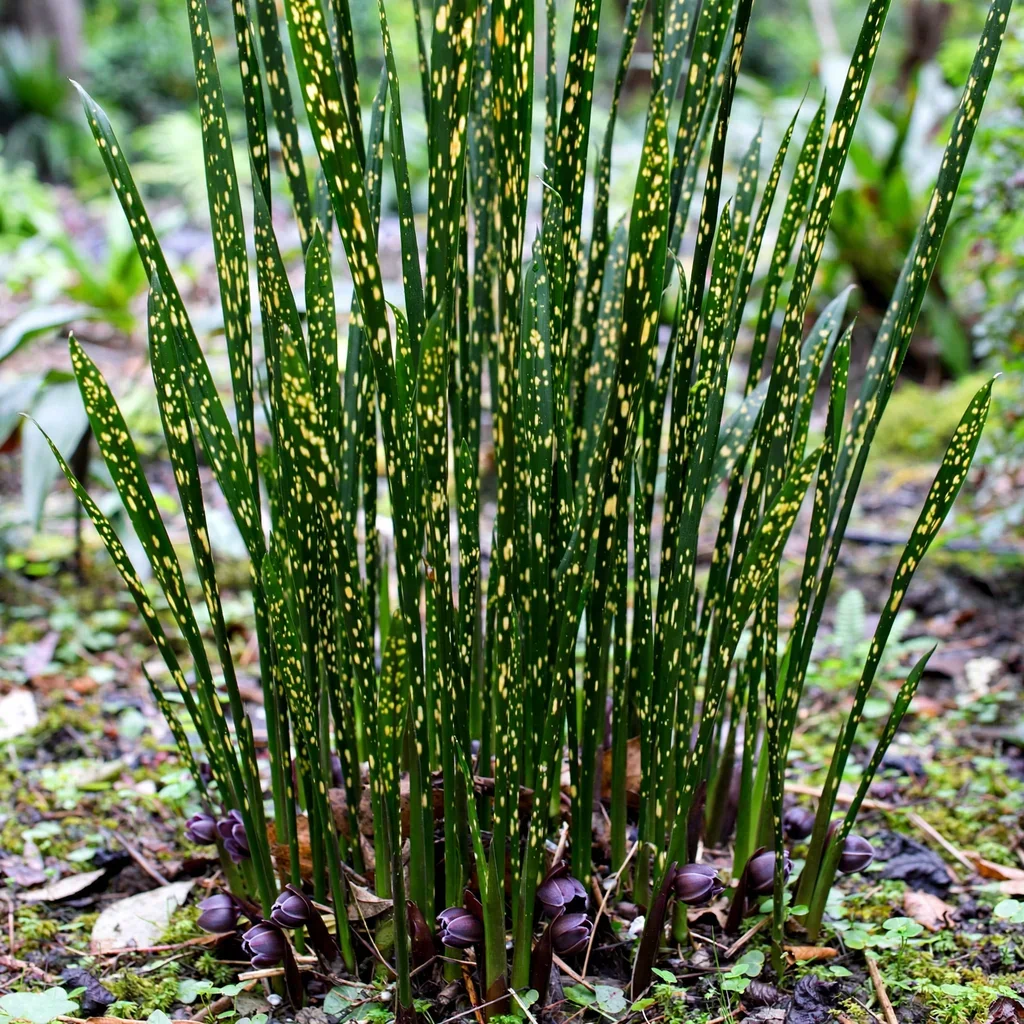 Singapore Sling Aspidistra