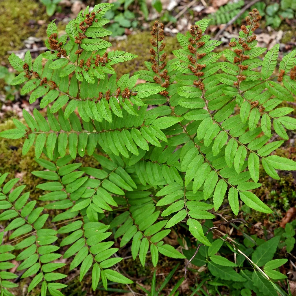 Japanese Royal Fern