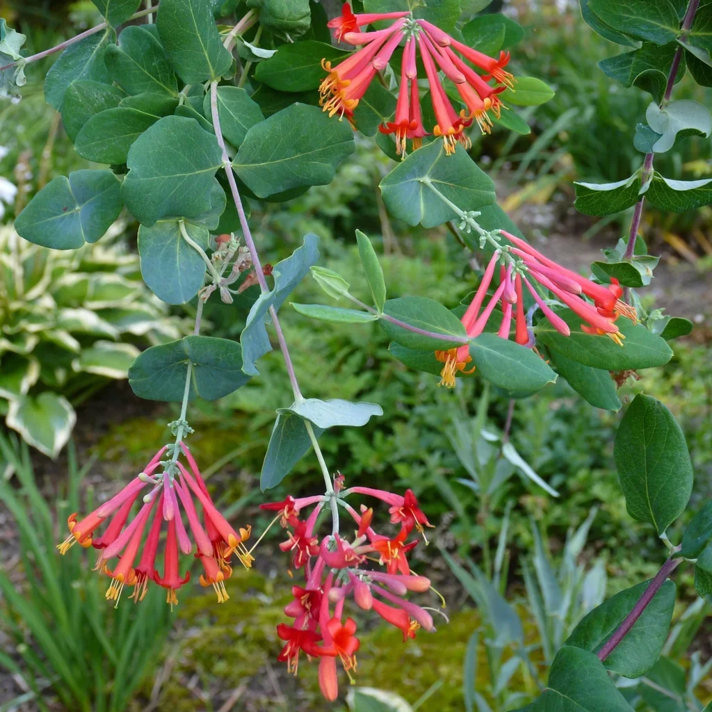 Trumpet Honeysuckle