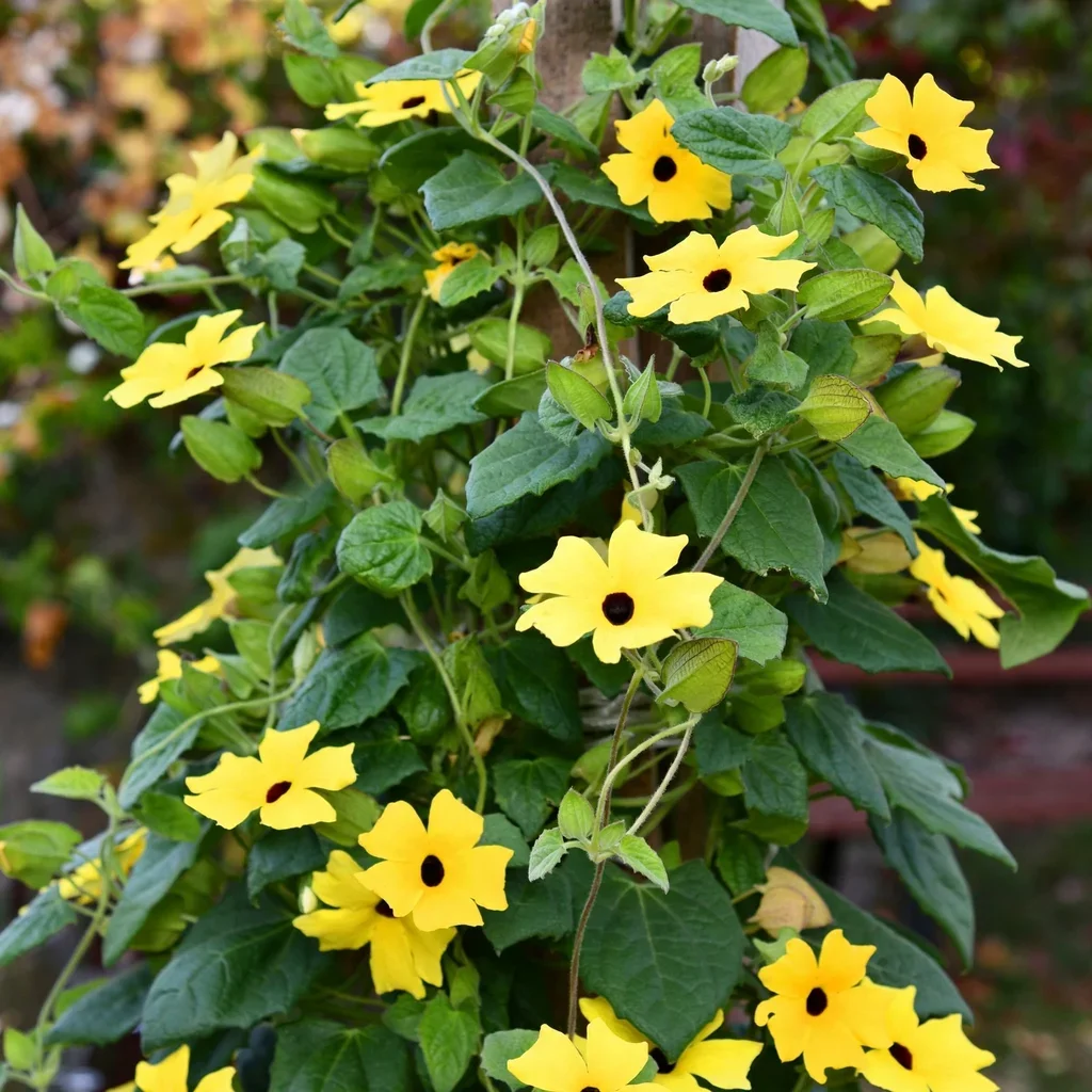 Black-eyed Susan Vine