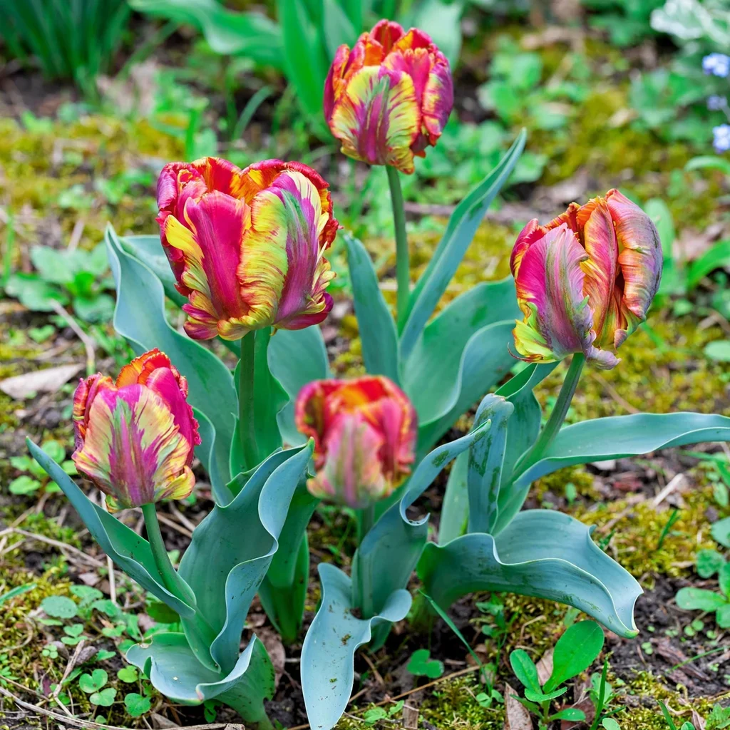 Blumex Parrot Tulip