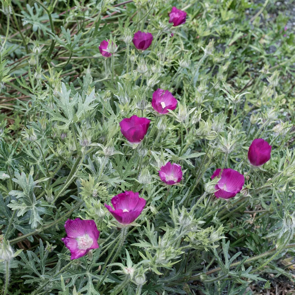 Woodland Poppy Mallow