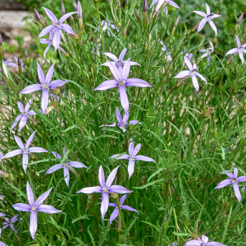 Blue Star Flower