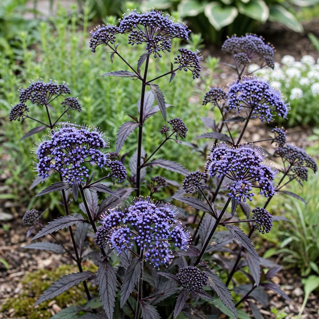 Hamer Pandora Throatwort
