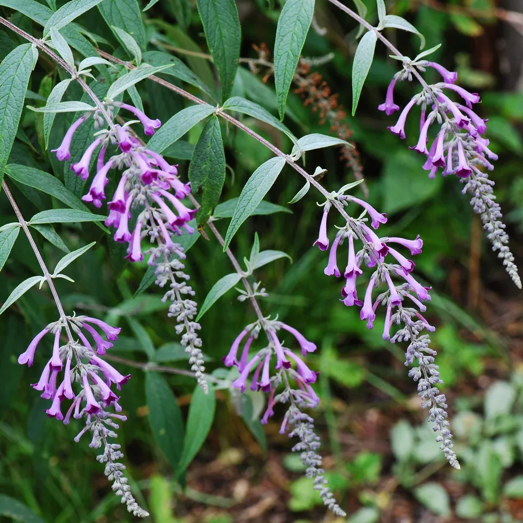 Lindley's Butterfly Bush