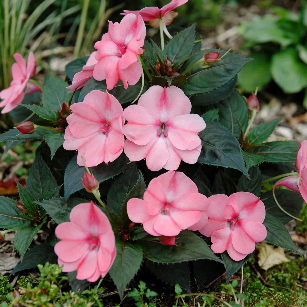 Impatiens Magic Pink
