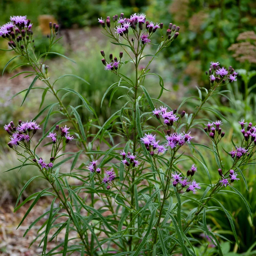 Southern Cross Ironweed