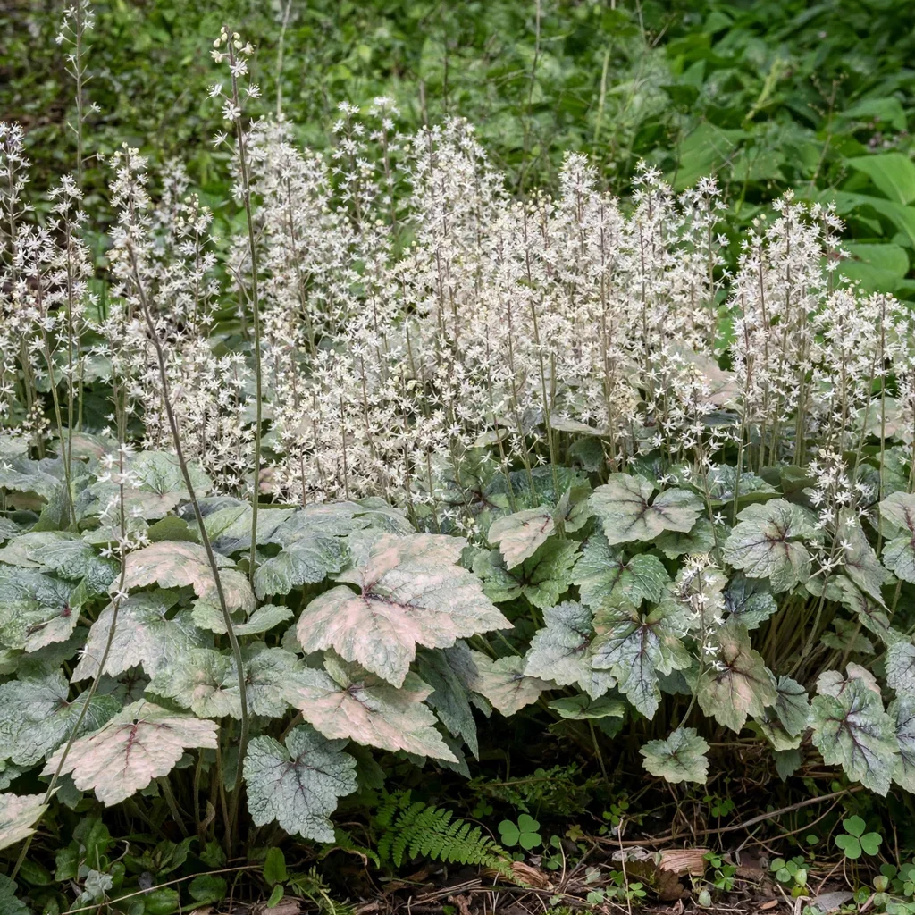 Heucherella White Blush