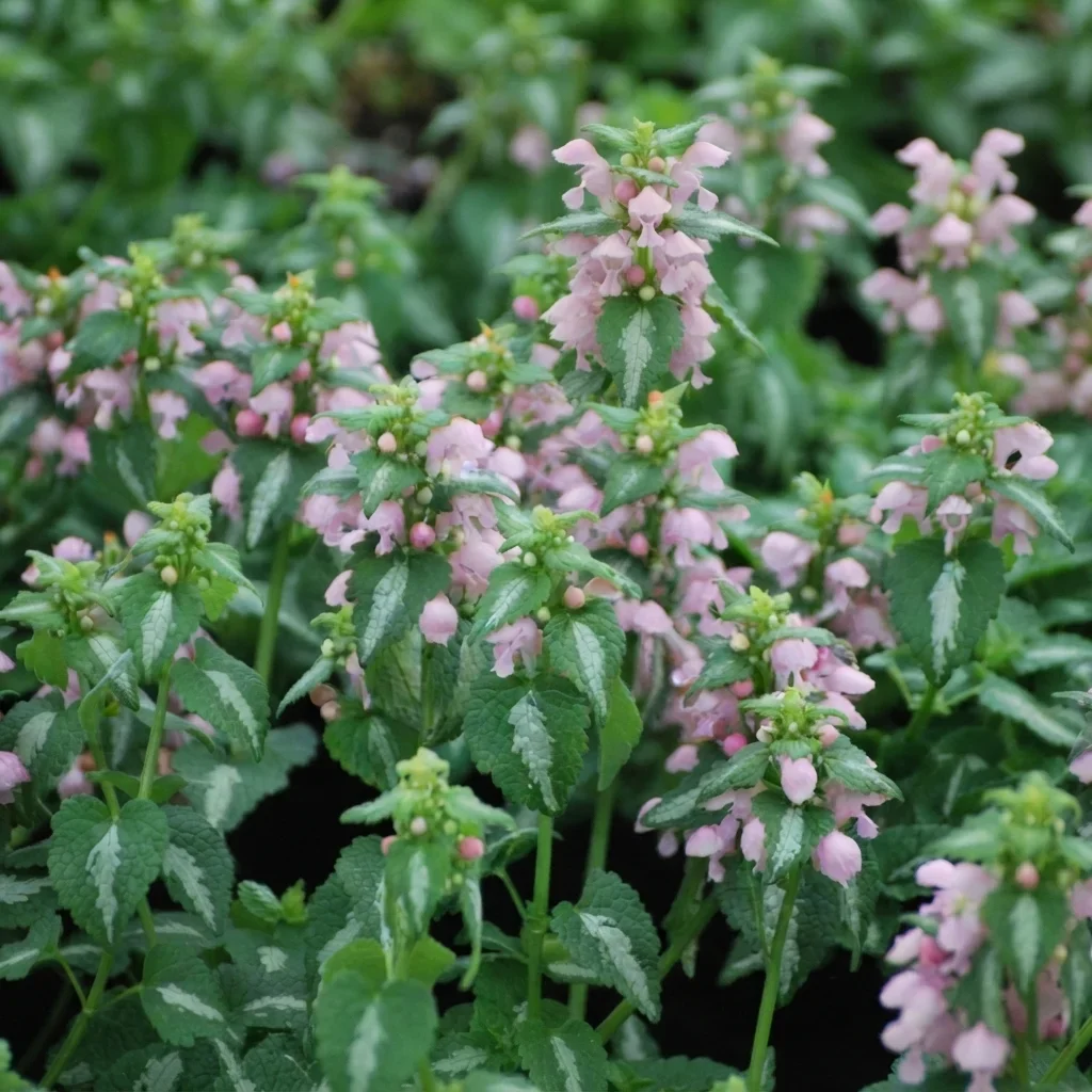 Lamium maculatum Shell Pink