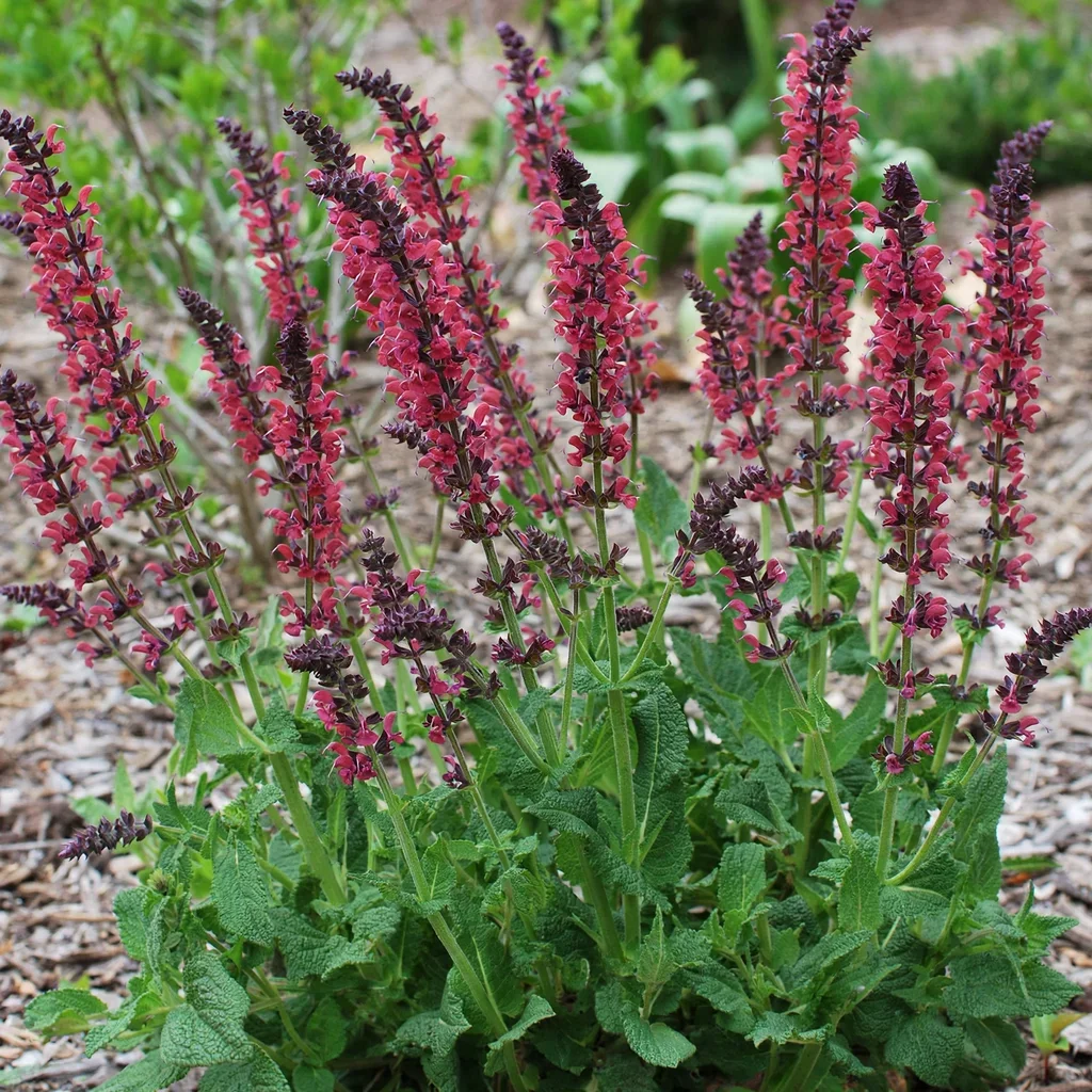 Wild Thing Sage