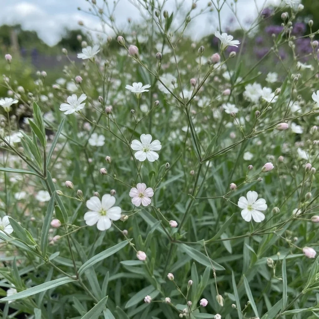 Snowflake Baby's Breath