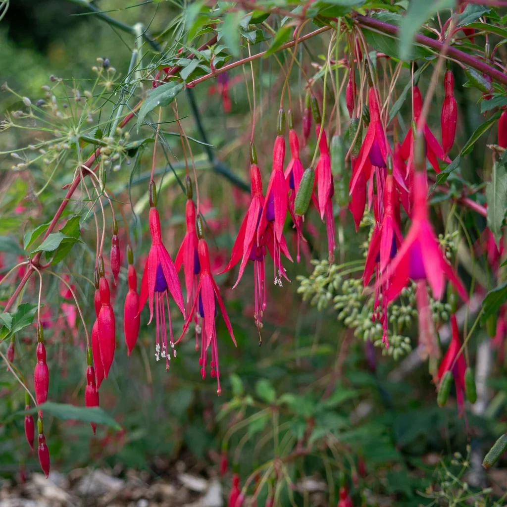 Santa Cruz Fuchsia