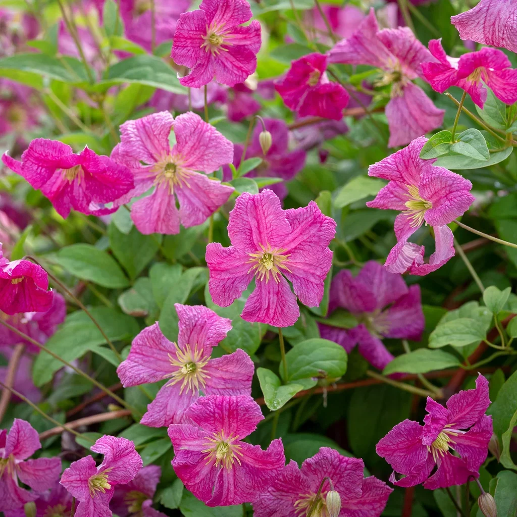 Clematis Pink Beauty