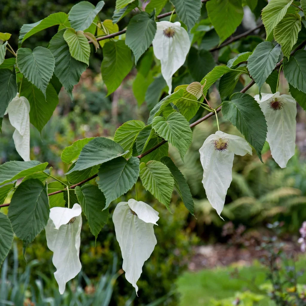 Dove Tree Handkerchief Tree