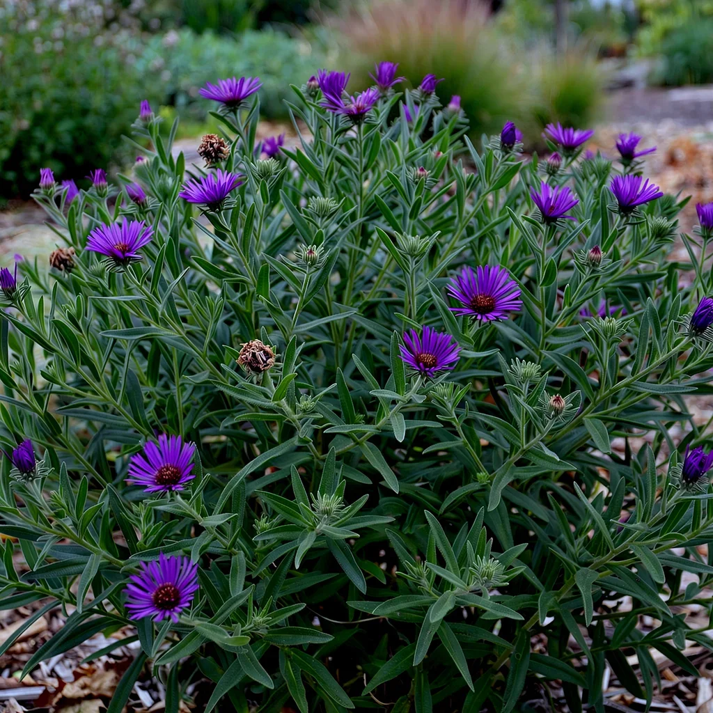 Grape Crush Aster
