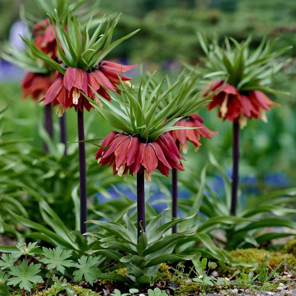 Red Crown Imperial