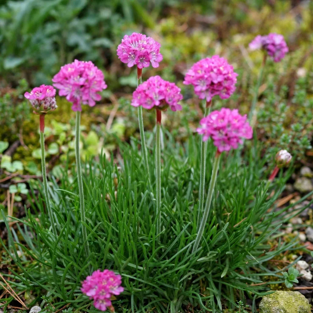 Ministicks Rose Sea Thrift