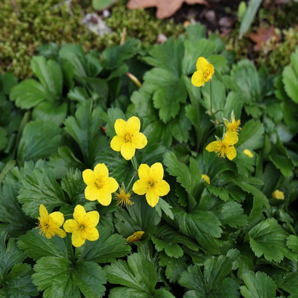 Barren Strawberry