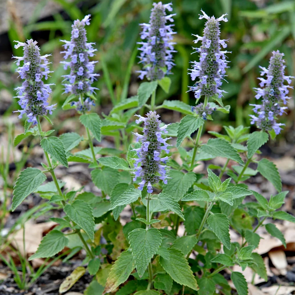Sonoran Giant Hyssop
