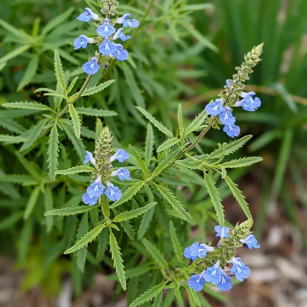 Bog Sage