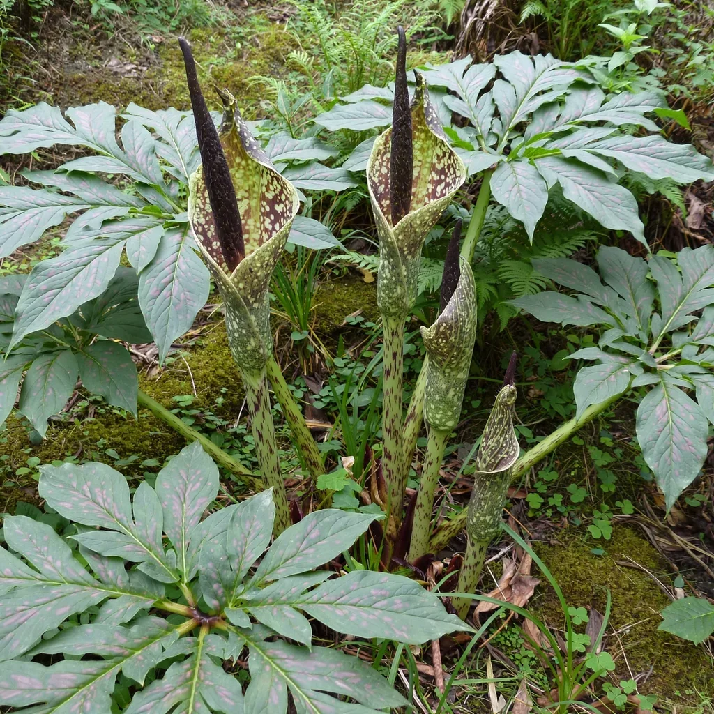 Yunnan Voodoo Lily
