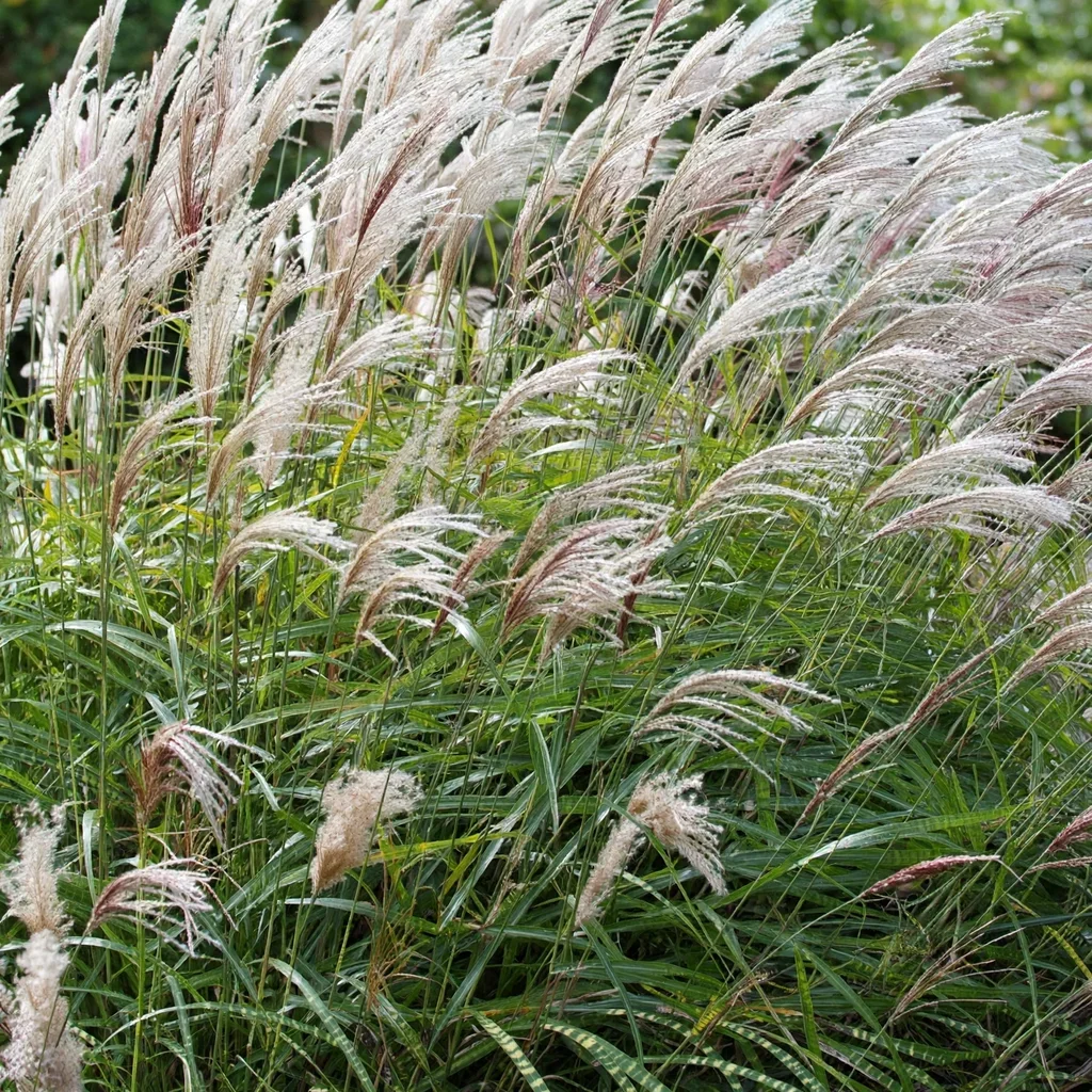 Kirk Alexander Japanese Silver Grass