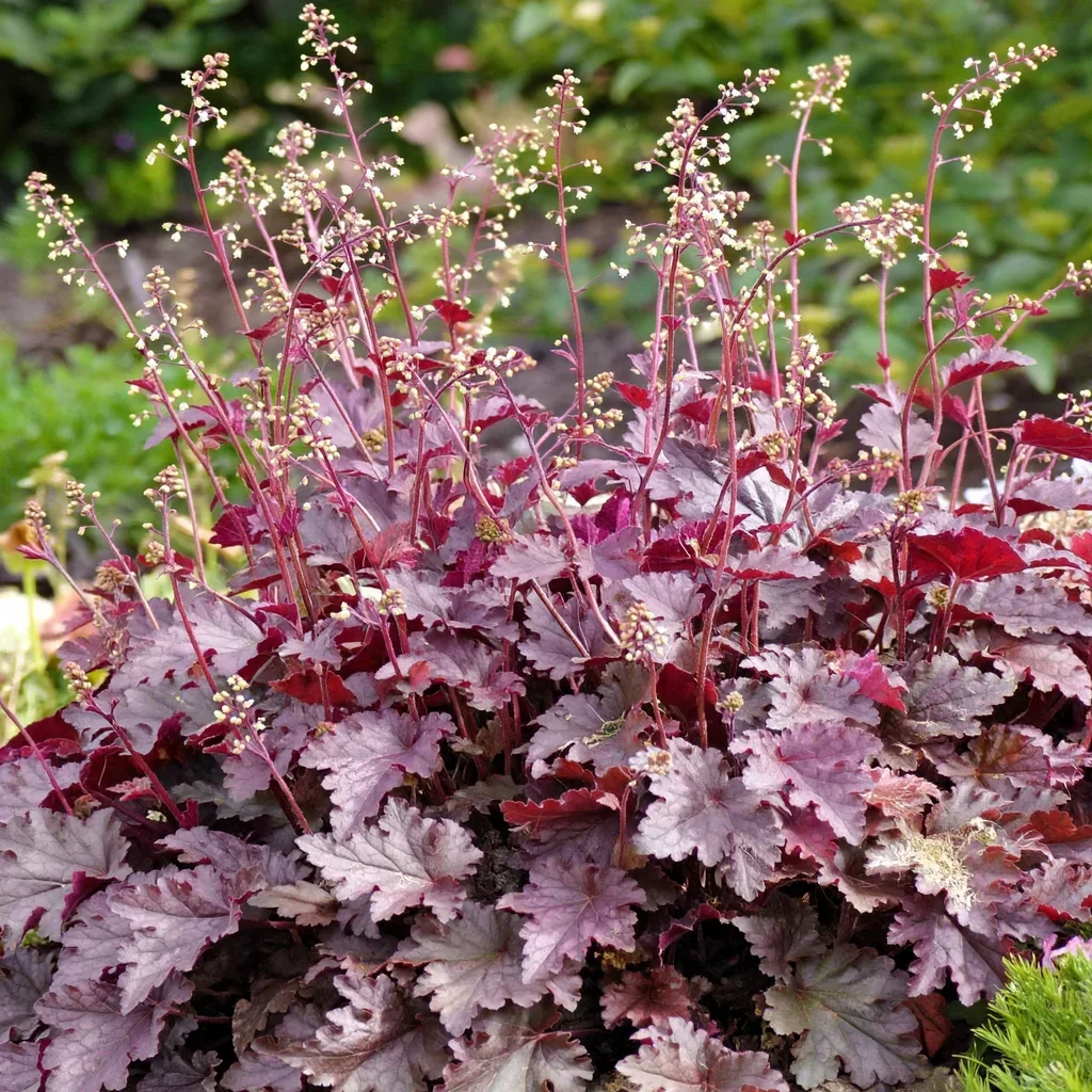 Melting Fire Coral Bells