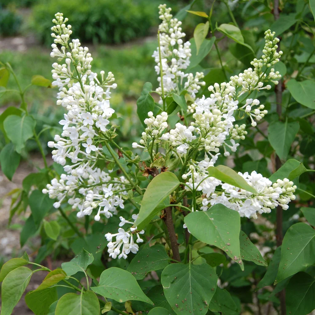 Betsy Ross Lilac