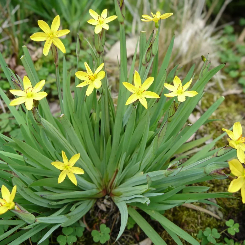 Golden-eyed Grass