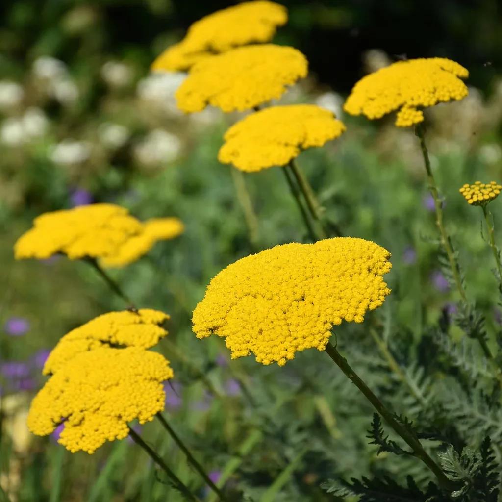 Gold Plate Yarrow