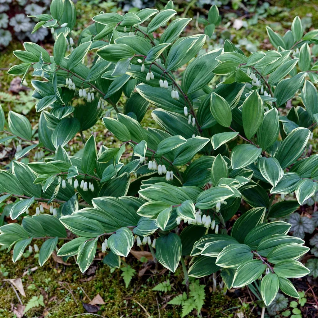 Solomon's Seal Grace Barker