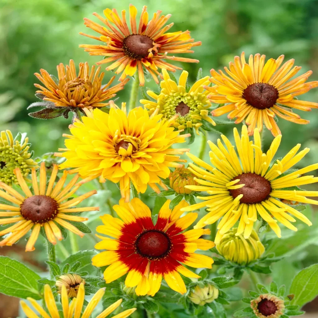 Chim Chiminee Black-eyed Susan