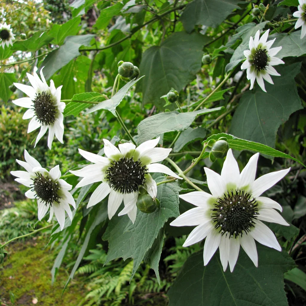 White Sunflower Tree