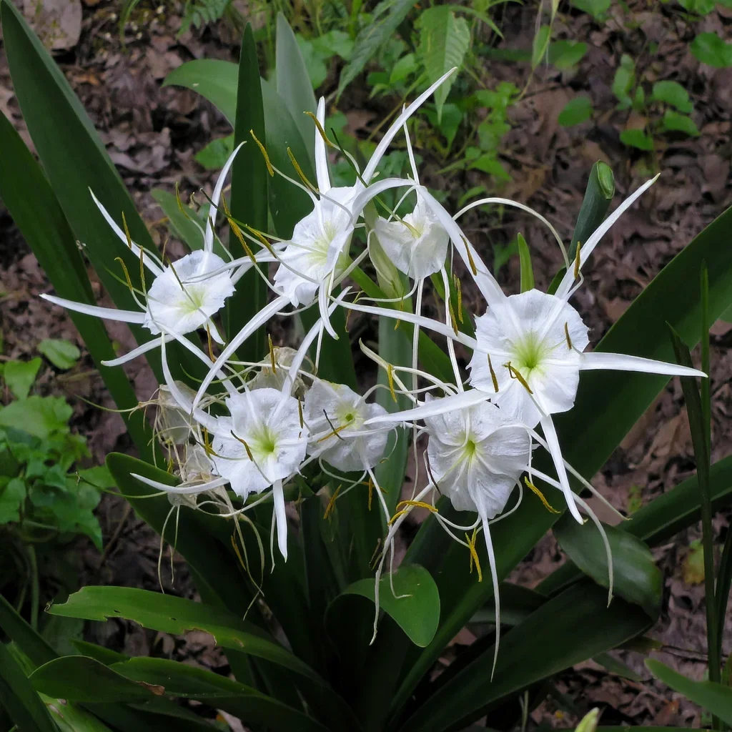Spring Spiderlily