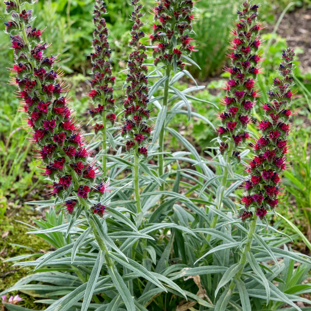 Russian Viper's Bugloss