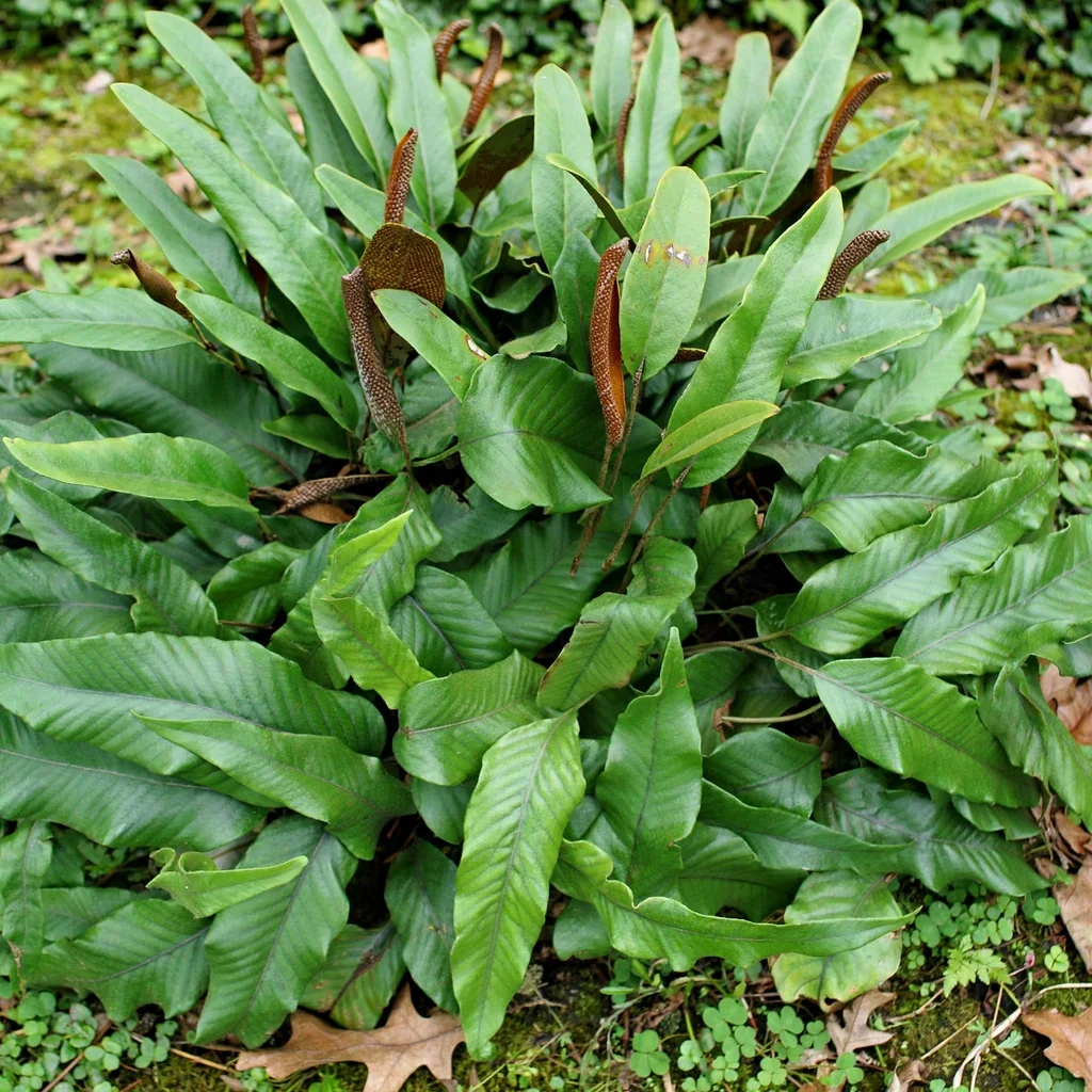 Japanese Felt Fern