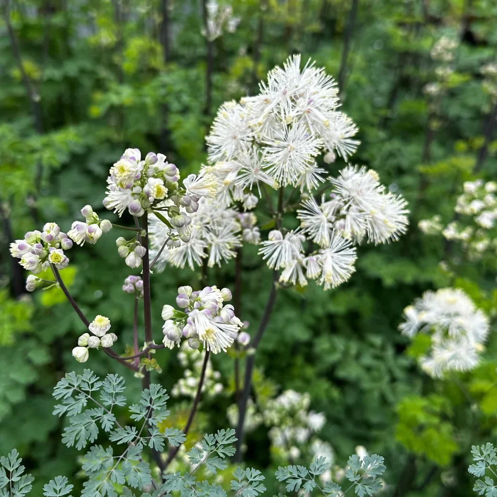 Nimbus White Meadow-rue
