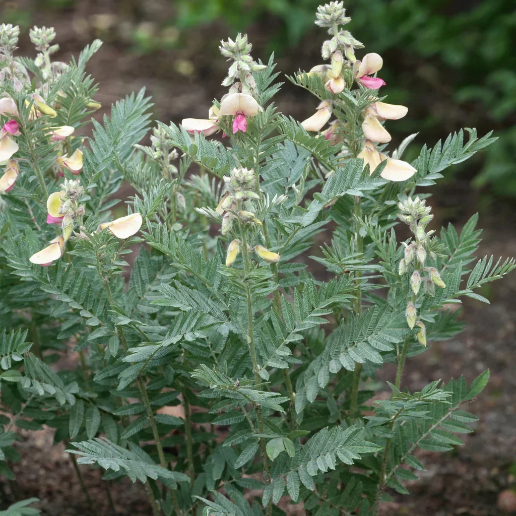 Goat's Rue