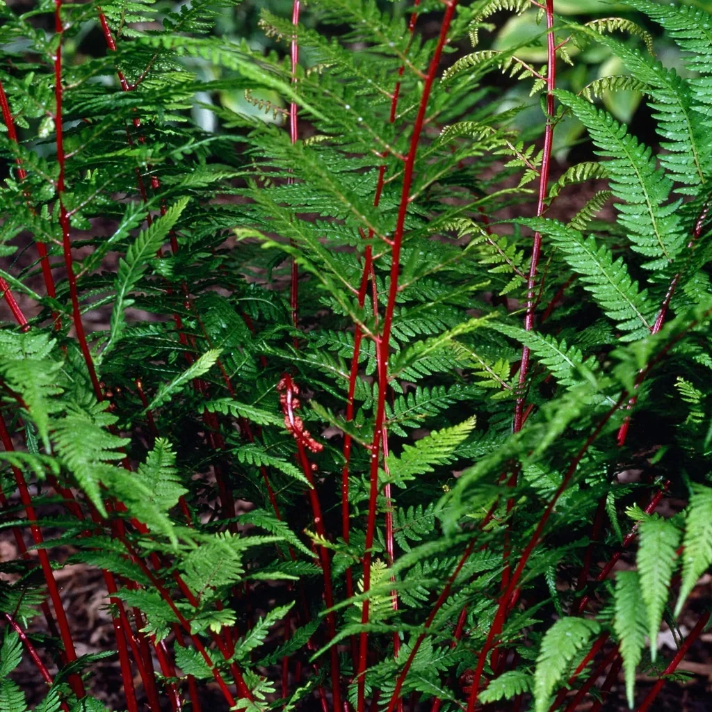 Lady in Red Fern