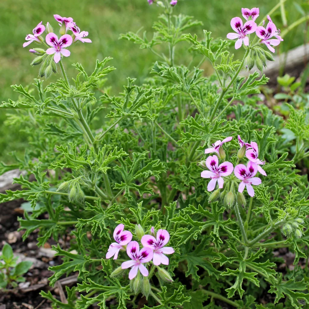 Citronella Plant