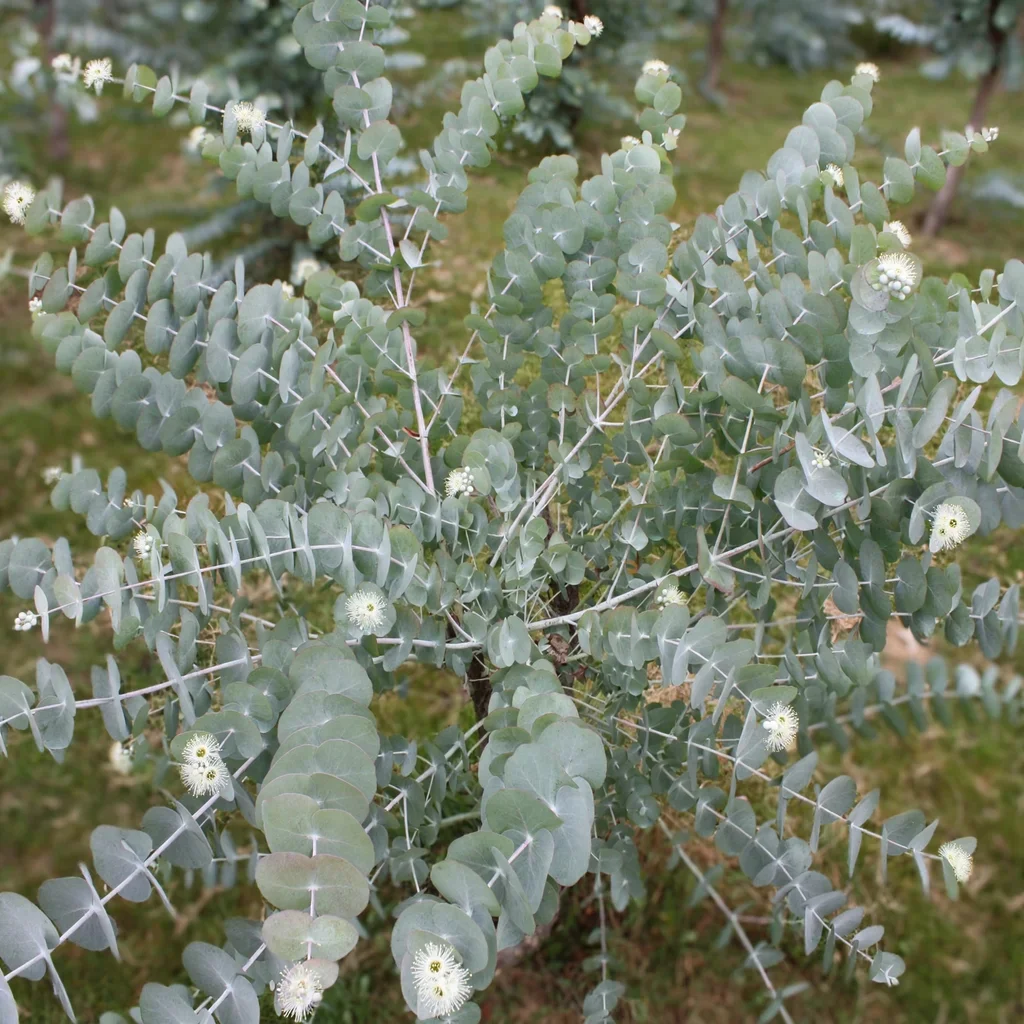 Silver Dollar Tree