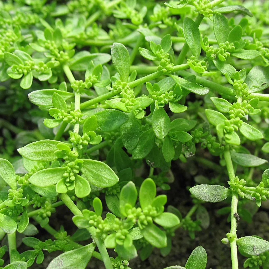 Green Carpet Rupturewort
