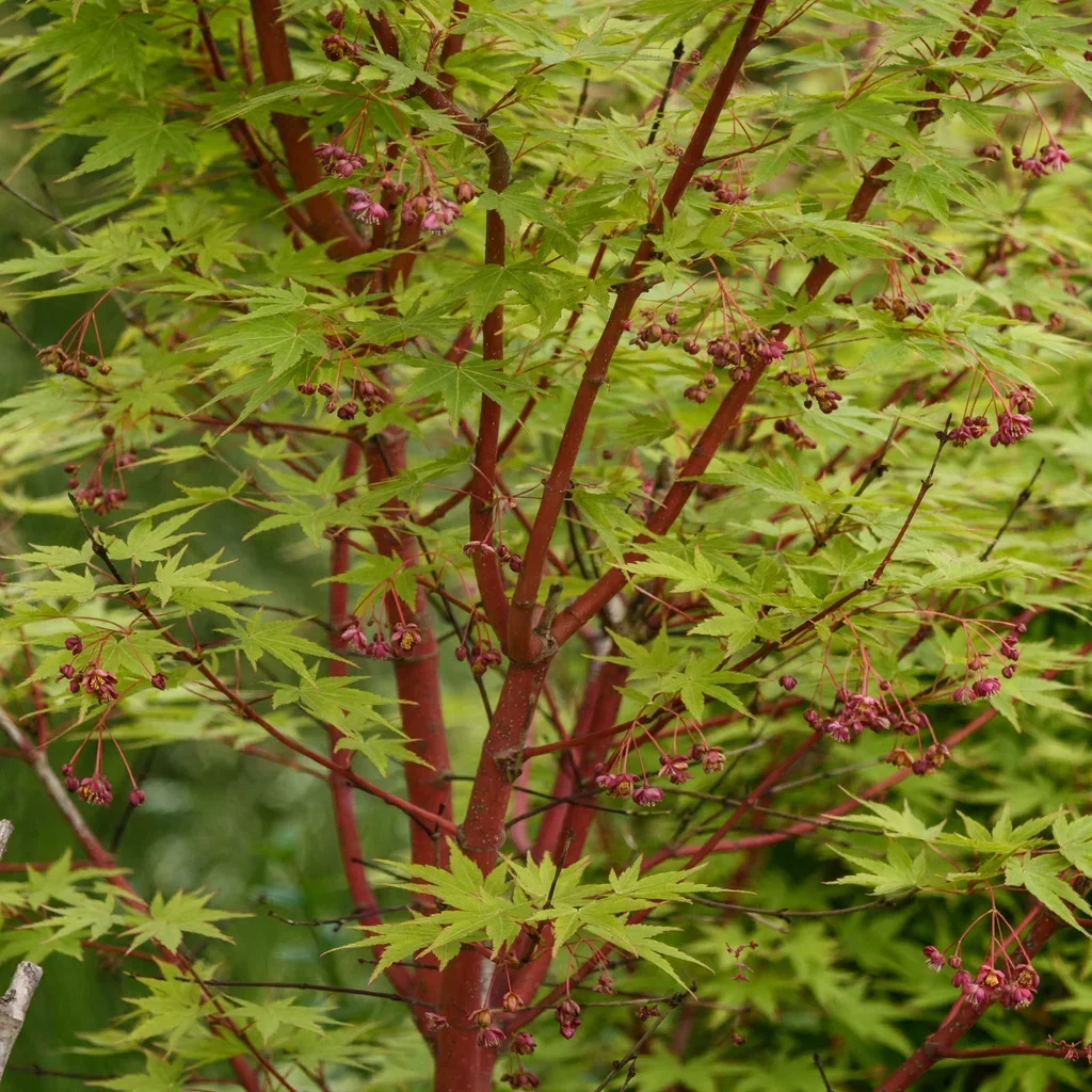 Coral Bark Maple