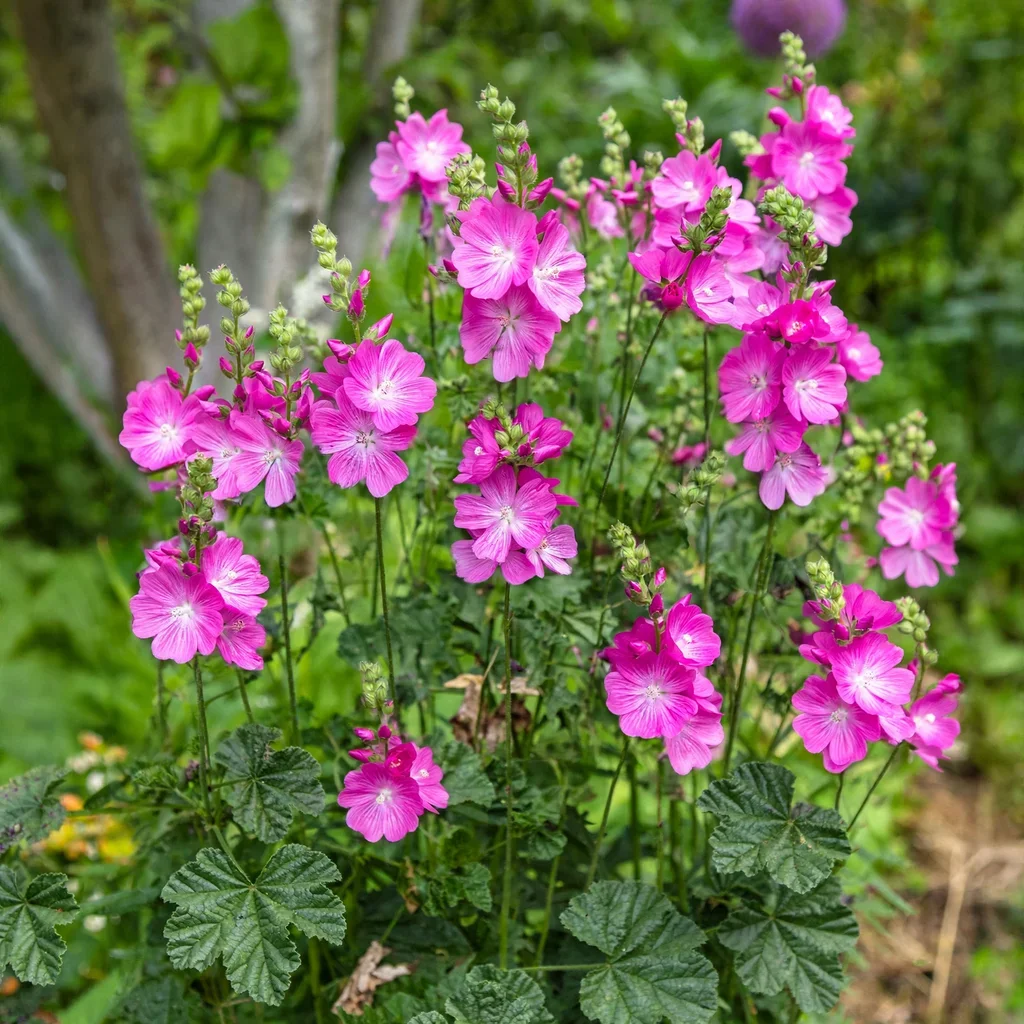 'Purpetta' Checker Mallow