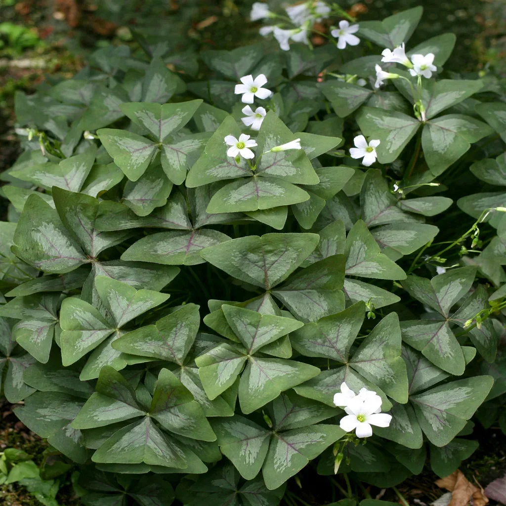 False Shamrock